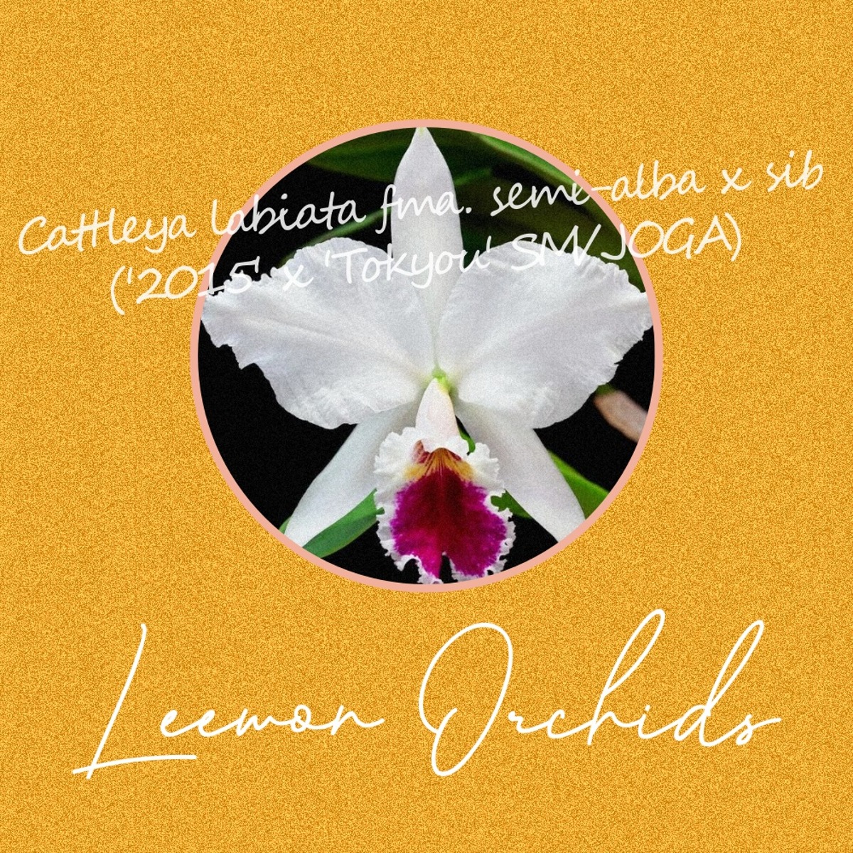 [C1875] Cattleya labiata fma. semi-alba x sib (&#039;2015&#039; x &#039;Tokyou&#039; SM/JOGA) (중묘/온라인 한정재고: 2)