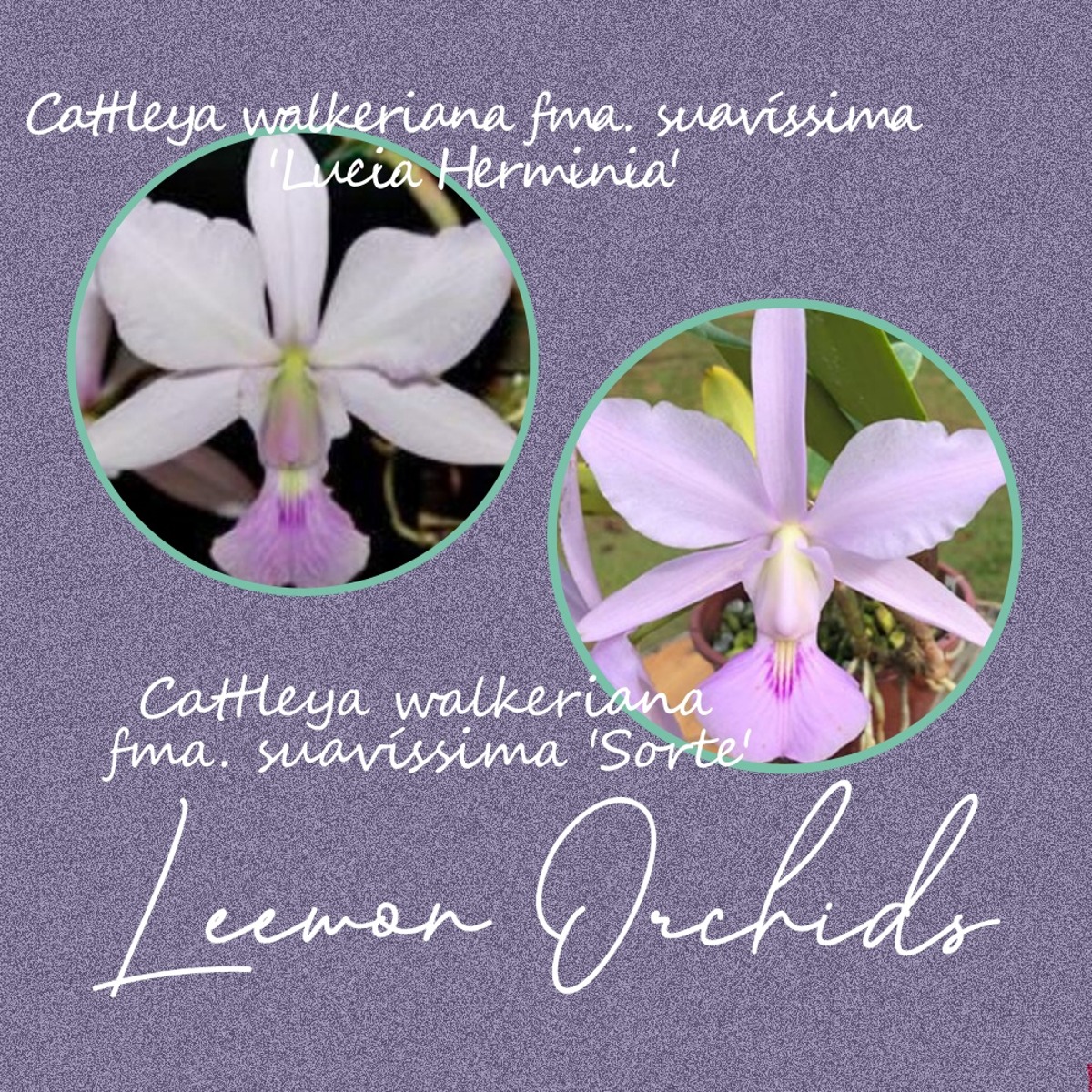 [브라질 LHXS] Cattleya walkeriana suavíssima &#039;Lucia Herminia&#039; x &#039;Sorte&#039; (중묘/온라인 한정재고: 2)