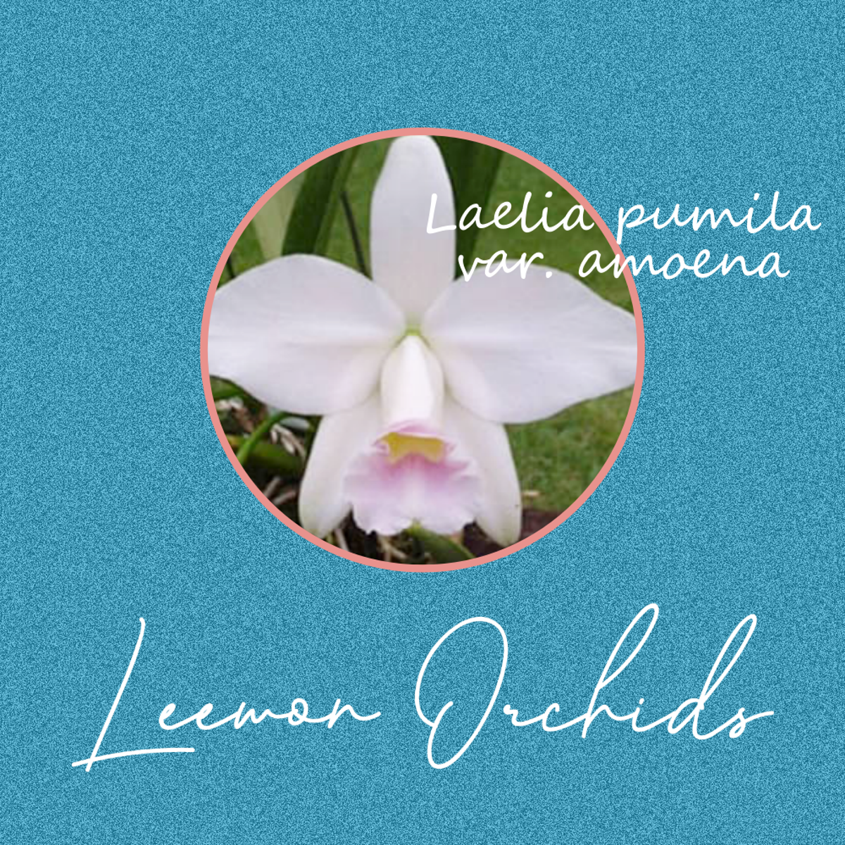 [브라질 New] Laelia pumila var. amoena (성묘/ 뿌리 X/ 온라인 한정재고: 2)